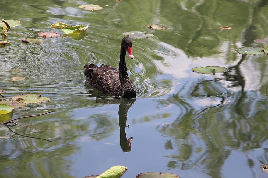 Swan, Bird, Pond, Reflection, Black Swan, Waterfowl, Water Bird, Aquatic Bird, Animal, Feathers, Plumage