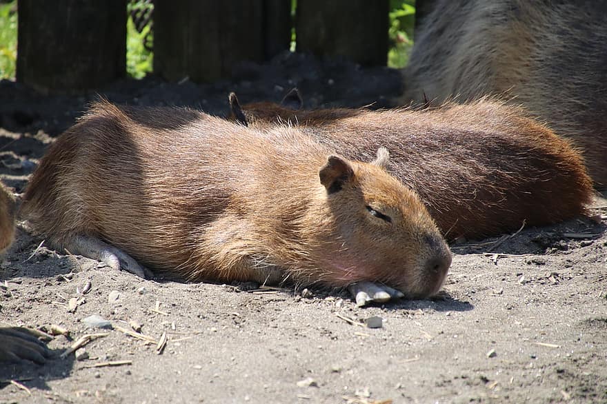 Capybaras, rongeurs, animaux, dormir, se détendre, Capybara bébé, mammifères, la nature, animaux à l'état sauvage, mignonne, rongeur