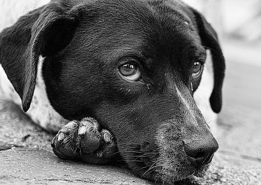 gos, labrador retriever, mascota, ulls, cadell, animal, amic, raça, mamífer, caní