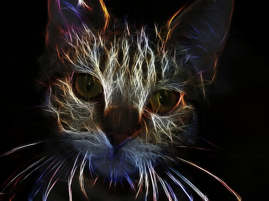 katė, gyvūnas, kačių, galva, portretas, fractal, menas, poveikį, grafinis, pobūdį, santrauka