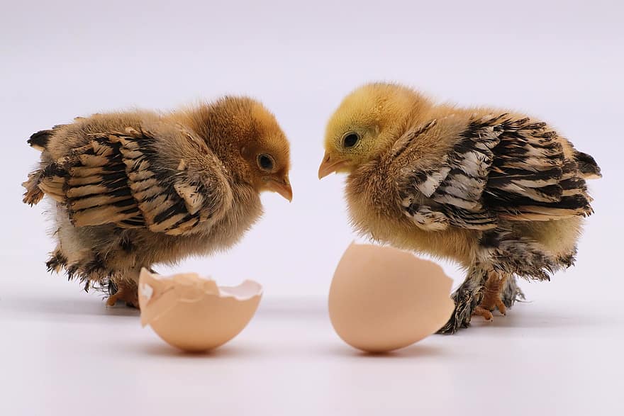яйця, пташенята, птиця, Великодні курчата, Великдень, двір ферми, ферми, курка, птах, молодий птах, дзьоб