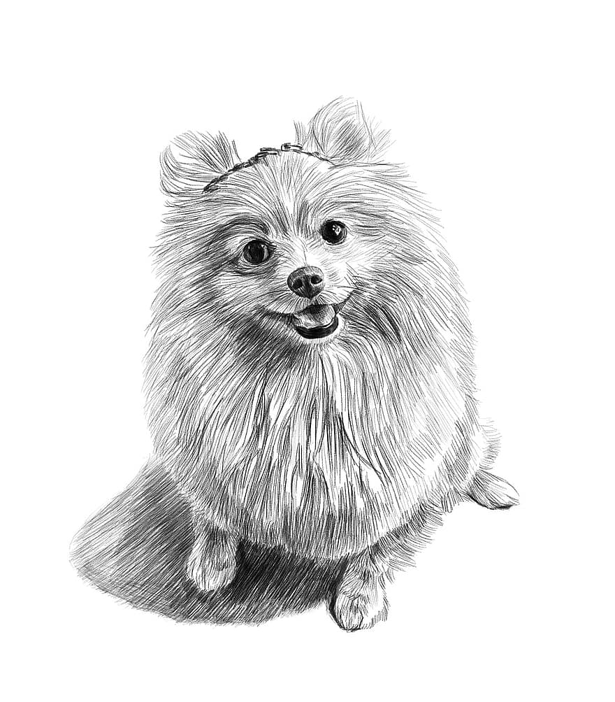 Dog, Pencil Drawing, Art, Portrait, Dog Lovers, Fine Art, Drawing, Custom Pet Portrait, Custom Portrait, Pet Portrait, Dog Portrait