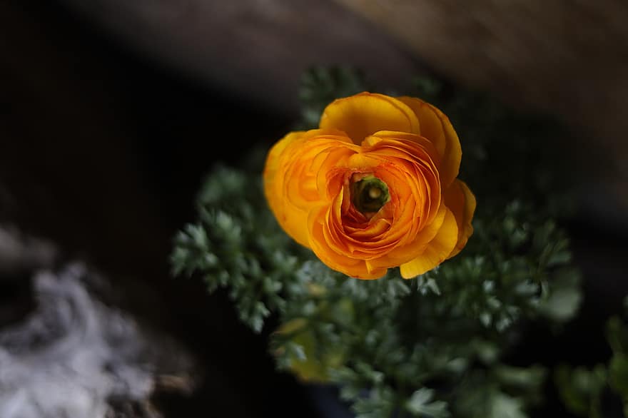 perský pryskyřník, květ, rostlina, okvětní lístky, flóra, Příroda, jaro