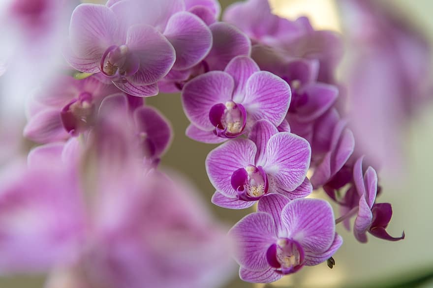 orchideák, virágok, lila orchideák, lila virágok, szirmok, lila szirmok, virágzás, virágzik, növényvilág, virágkertészet, kertészet