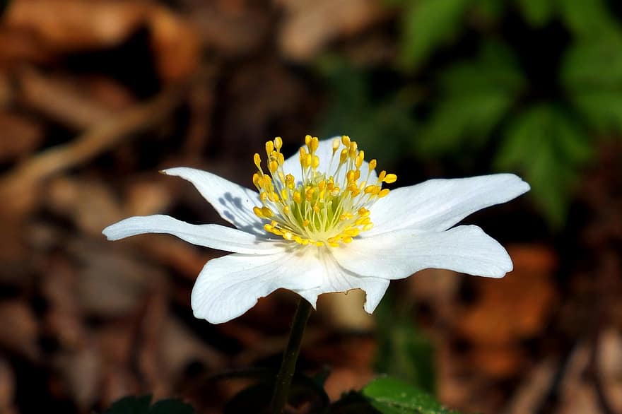 lemn anemone, anemonă, cocoșului, floare albă, petale, albe de petale, inflori, a inflori, floră, plantă, natură