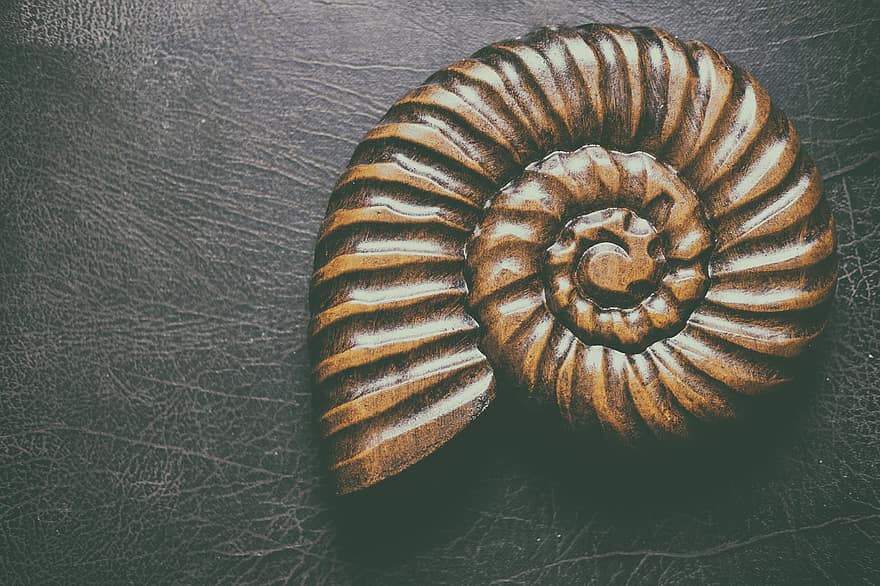 Snail, Shell, Seashell, Art, Fossil, ammonite, animal shell, spiral, close-up, mollusk, animal skeleton