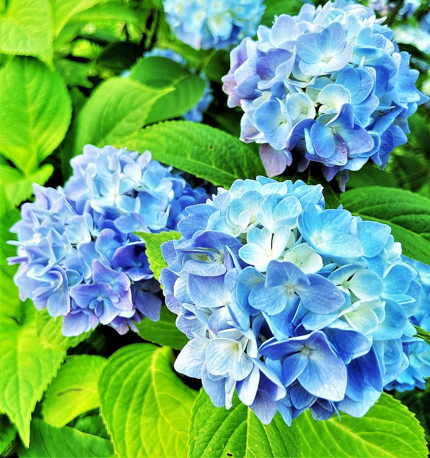 хортензия, цветя, синя хортензия, градина, листенца, сини венчелистчета, разцвет, цвят, флора, растение, листа