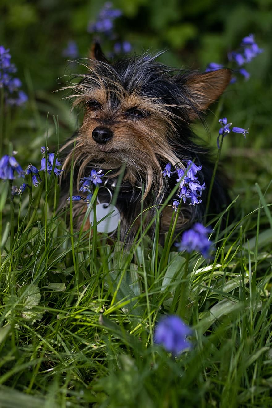 Meadow, Dog, Animal, Chihuahua, Chihuahua Yorkie Mix, Flowers, Garden, Nature, Pet, cute, pets