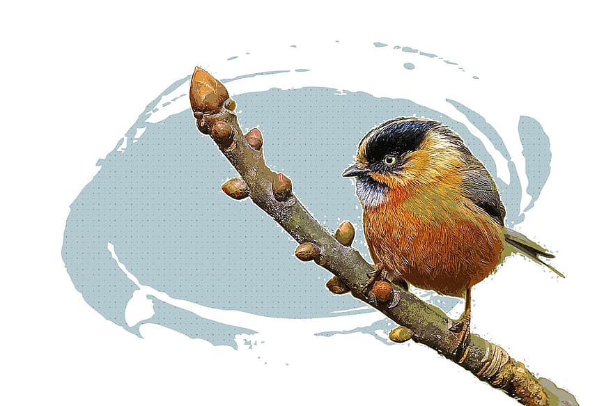 Bird, Beak, Feathers, Avian, Branch, Nature