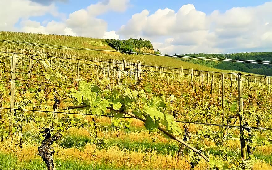 kebun anggur, pemeliharaan anggur, jerman, alam, pemandangan, pemandangan pedesaan, pertanian, anggur, tanah pertanian, warna hijau, musim panas