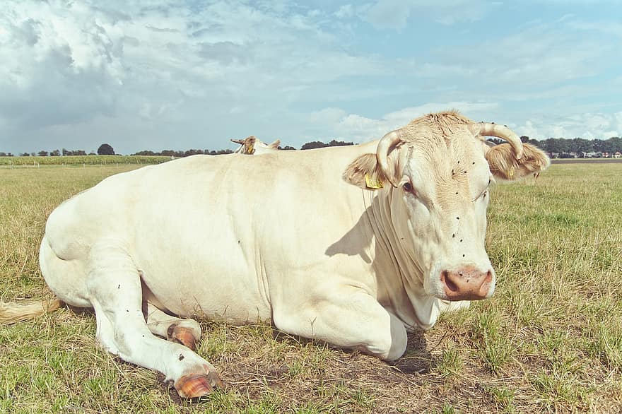 корова, животное, крупный рогатый скот, млекопитающее, ферма, природа, трава, сельская местность, сельское хозяйство, луг, молоко