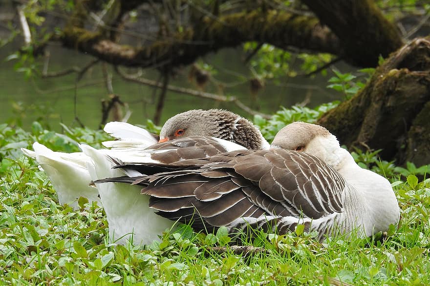 Geese, Wild Geese, Greylag Goose Hybrids, Waterfowl, Flow, Riverbank, beak, feather, animals in the wild, grass, farm