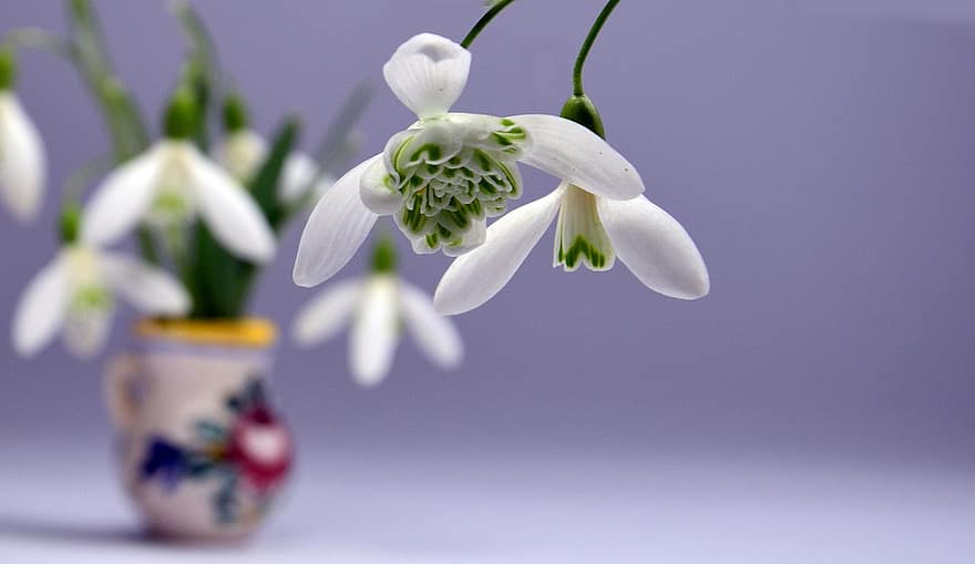 sneeuwklokjes, bloemen, witte bloemen, bloemblaadjes, witte bloemblaadjes, bloeien, bloesem, flora, fabriek, natuur, bloem