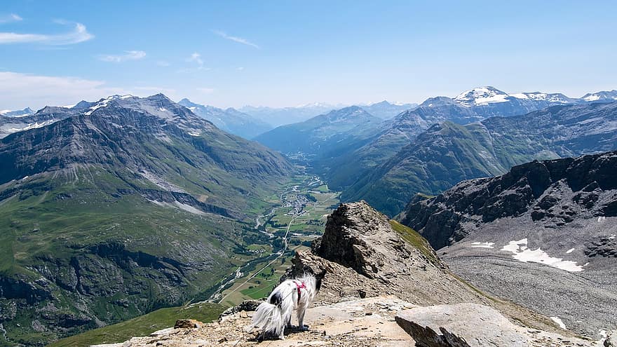犬、サミット、山岳、ハイキング、アルプス、登山、自然、高度、フランス、風景