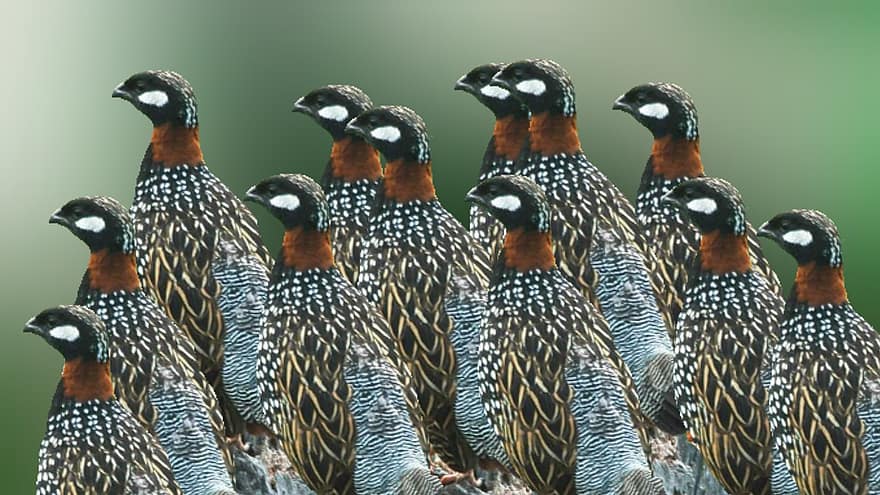 Black Partridge, Birds, Animals, Plumage, Feathers, Beaks, Bills, Ornithology
