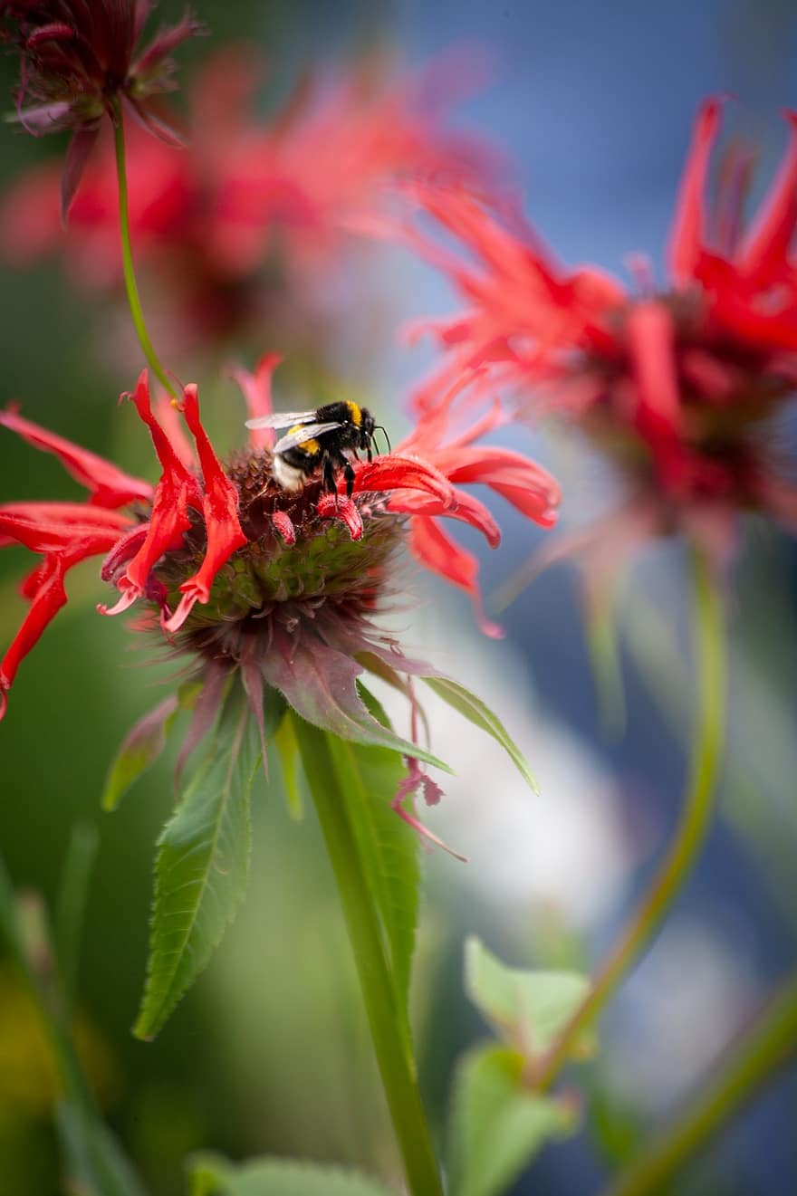 цветы, опыление, пчела, красный, среда, климат, насекомое, цвести, цветение, завод, природа