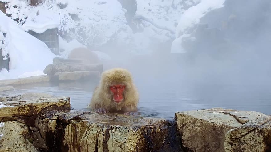 beždžionė, gyvūnas, karštas pavasaris, rieduliai, sniegas, žiemą, garai, vanduo, maudytis, žinduolių, primatas