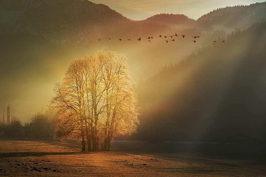 montagne, uccelli, autunno, paesaggio autunnale, sole mattutino, luce del mattino, luce del sole, natura, albero, paesaggio, foresta
