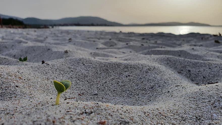 बीच, रेत, अंकुर, सार्डीनिया, इटली, सूर्य का अस्त होना, गर्मी, पानी, समुद्र तट, विकास, पौधा