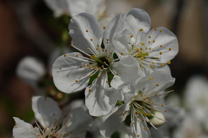 白い花、桜、モレロ桜、花びら、おしべ、花、自然