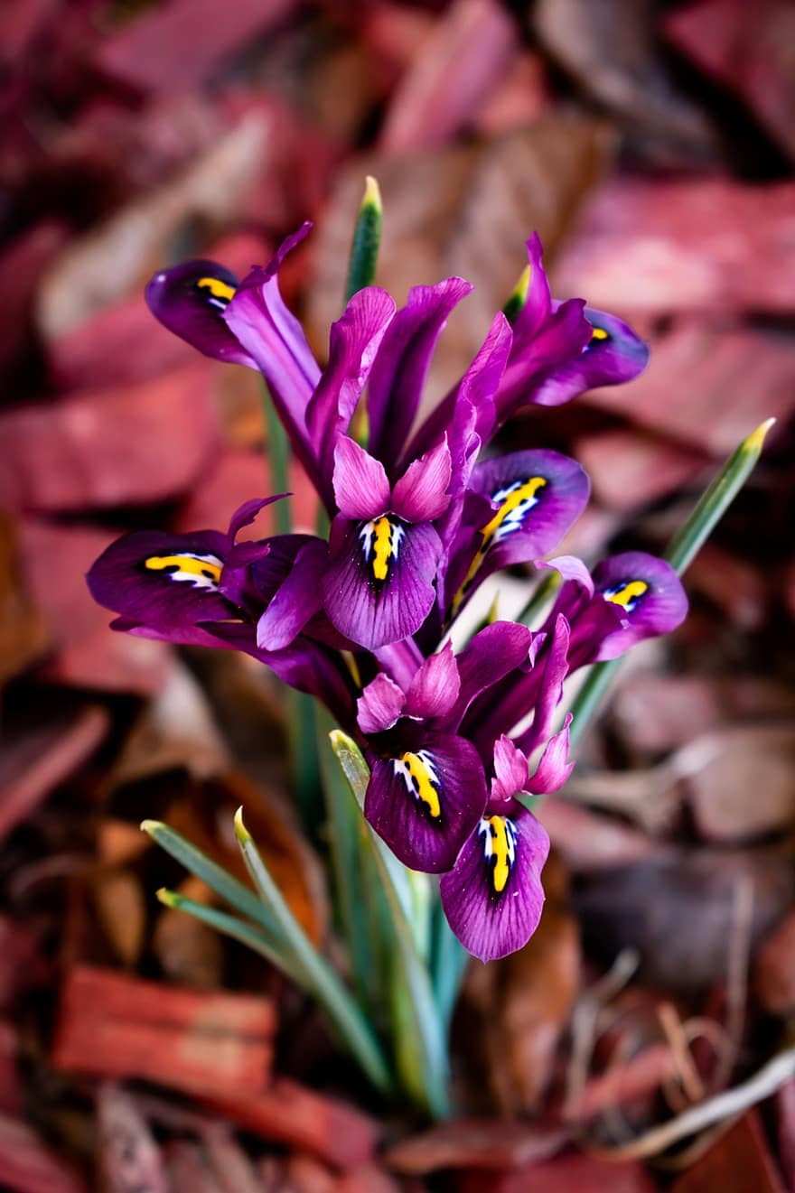 iris, blommor, växt, violett blommor, kronblad, blomma, skön, färsk, flora, botanik, trädgård