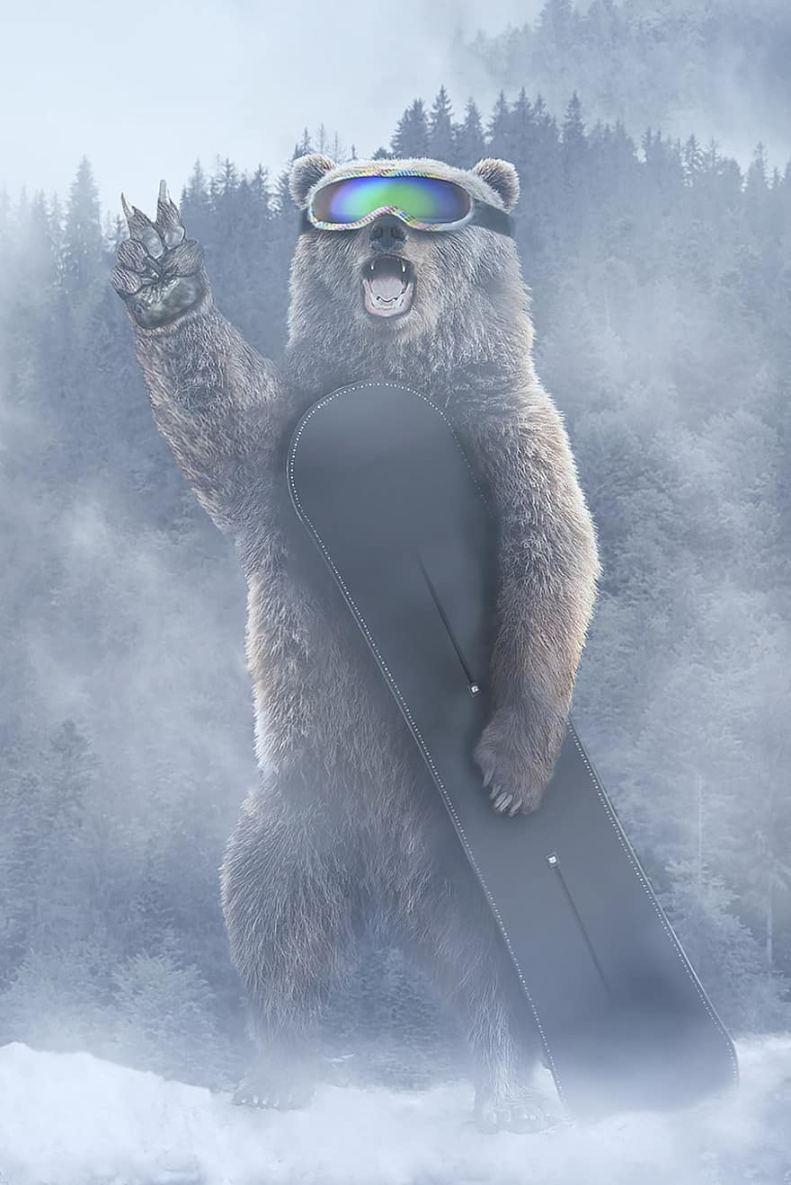 곰, 스노우 보드, 여가, 겨울, 눈, 산, 스포츠, 감기