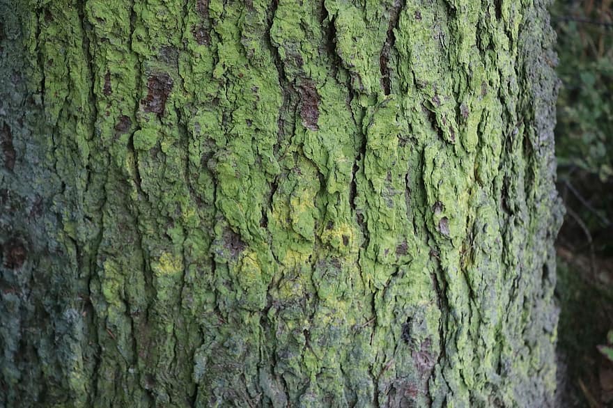 træ, bark, lichen, bagagerum, grøn, struktur