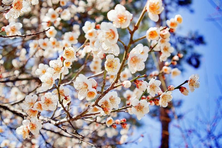 Flowers, Cherry Blossom, Tree, Branches, Plant, Petals, Korea, Nature, Sky, Asia