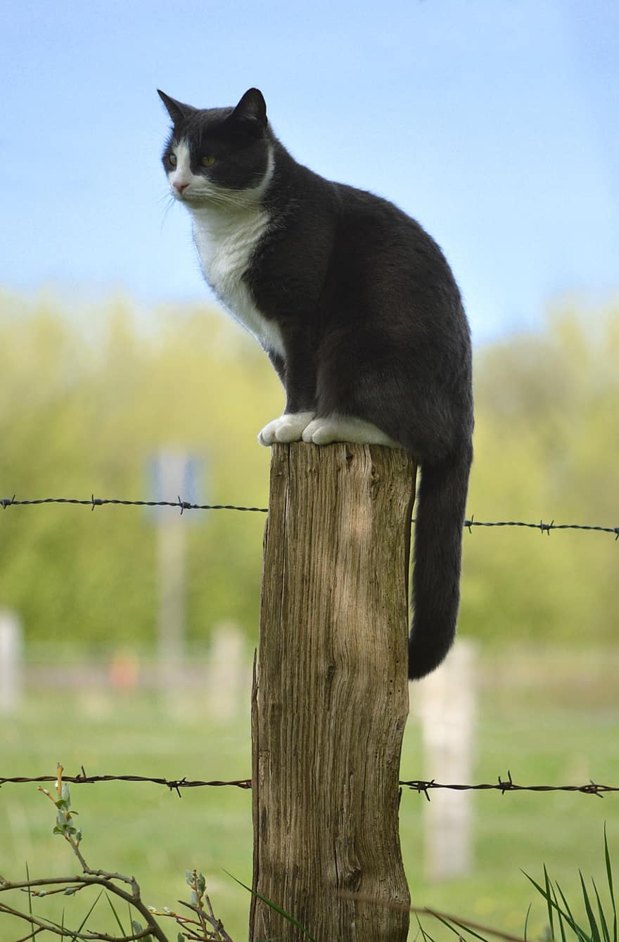gato, poste de la cerca, al aire libre, felino, animal, mascota, naturaleza, jardín, cerca de pasto, poste de madera, mascotas