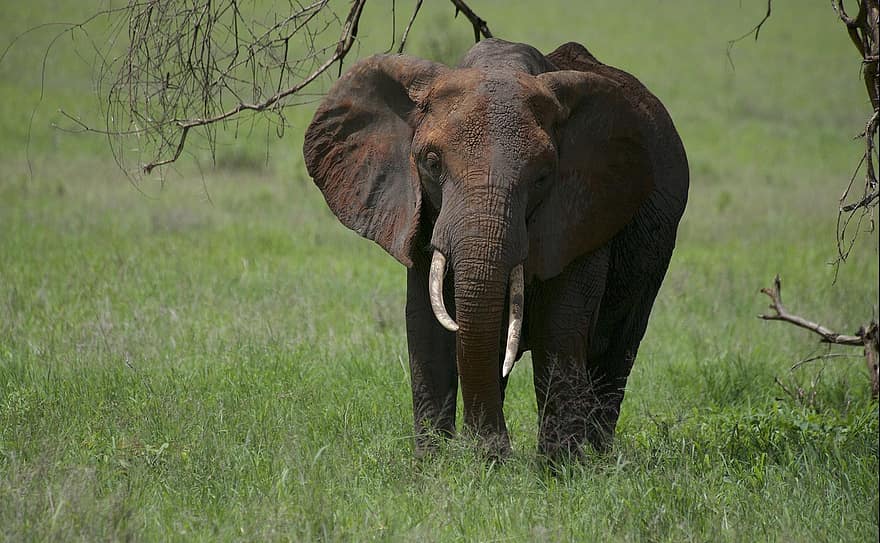 elefant, dyr, dyreliv, pattedyr, pachyderm, støttenner, natur, villmark, dyr i naturen, Afrika, safari dyr