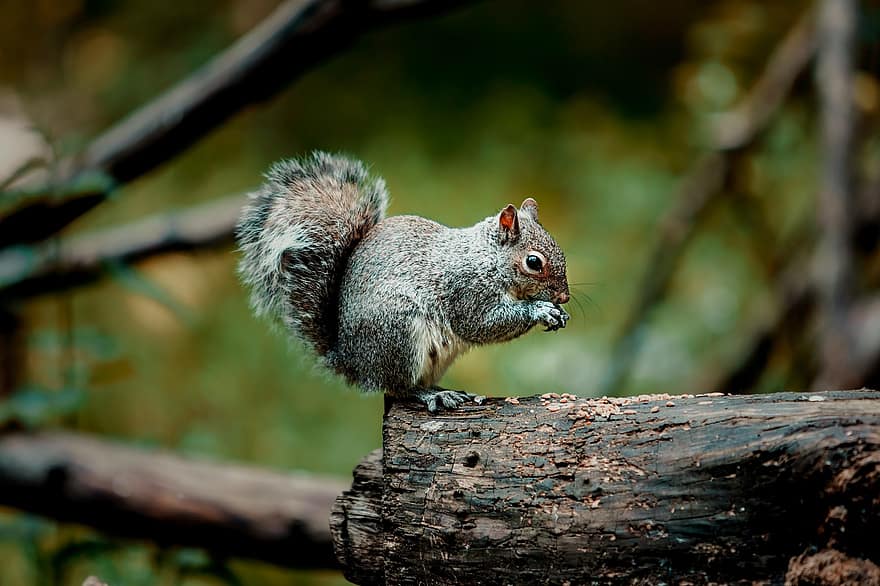 mókus, észak-amerikai mókus, dió, enni, szőrme, vadvilág, szabadtéri, természet, park, erdő, állat