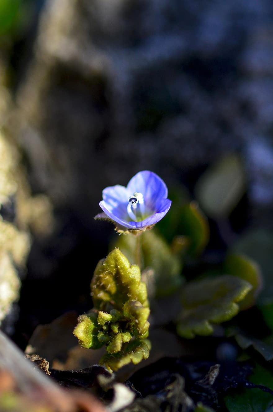 Persischer Ehrenpreis, Blume, Pflanze, blaue Blume, Blütenblätter, blühen, Natur, Makro