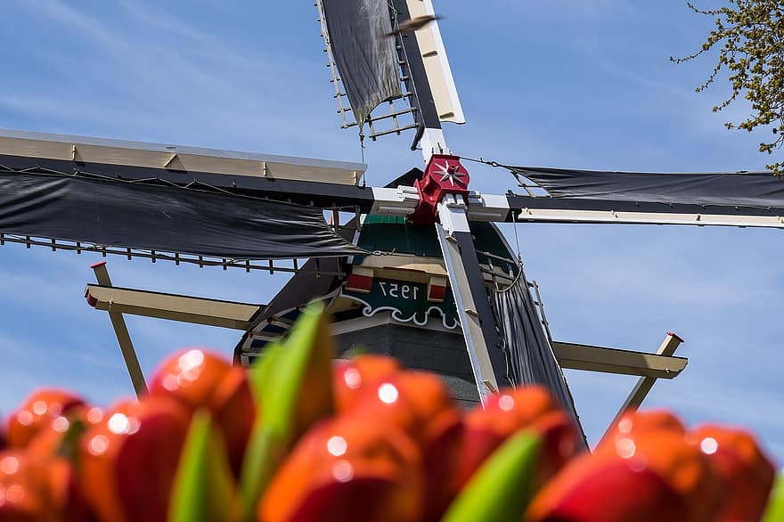 Windmühle, holländische Windmühle, Niederländisch, Windmühle über Tulpen, Holland, Bauernhof, Landwirtschaft, Blau, Holz, ländliche Szene, Kulturen