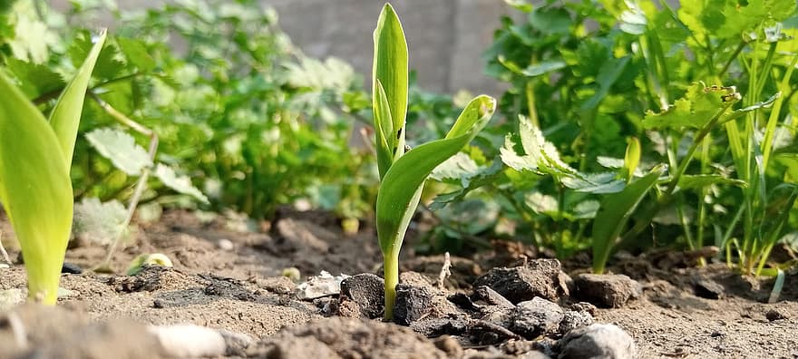 maisplant, spruit, landbouw, blad, fabriek, groei, versheid, groene kleur, detailopname, vuil, zomer