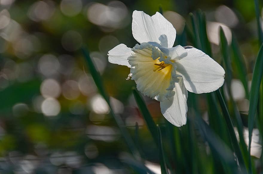 бледно-желтый, цветок, белый цветок, сад, весна, завод, цвести, цветение, крупный план, летом, головка цветка