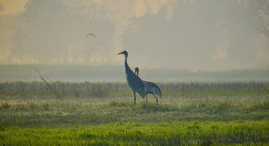 pájaro, Sarus Crane, grua, prado, animal, fauna silvestre, desierto, campo, hierba, naturaleza, animales en la naturaleza