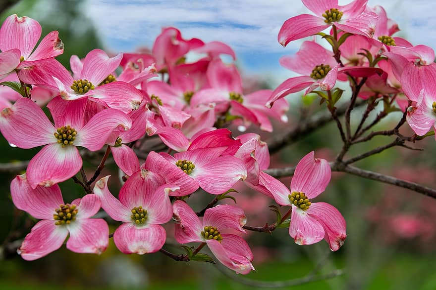 bunga-bunga, musim semi, dogwood, berwarna merah muda, pertumbuhan, botani, berkembang, mekar, makro