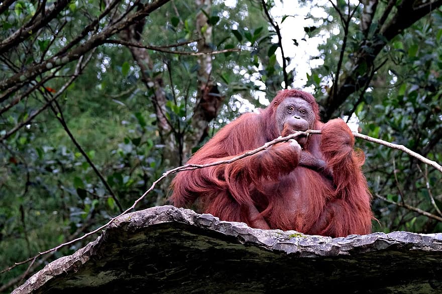 orangutan, prymas, dzikiej przyrody, zwierzę, ssak, las, małpa, Tropikalne lasy deszczowe, zwierzęta na wolności, zagrożone gatunki, drzewo