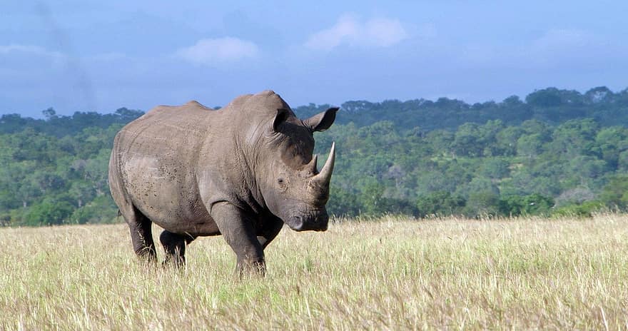 rinoceronte, mamífero, en peligro de extinción, naturaleza, animal, animales en la naturaleza, África, animales de safari, con cuernos, especie en peligro, reserva de vida salvaje
