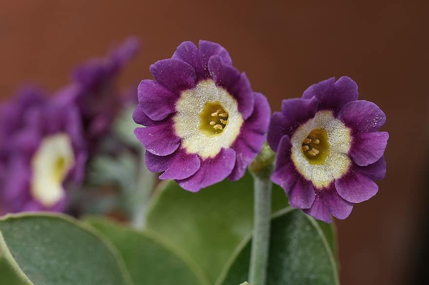 Flower, Primroses, Auricula, Primula Auricula, Violet, Purple, Blossom, Petals, Pollen, Pistil, close-up