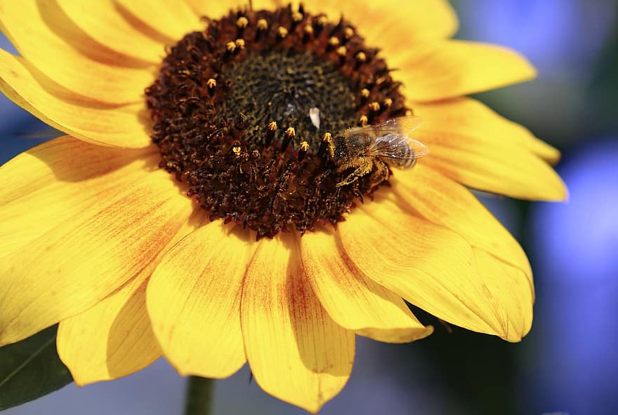слънчоглед, медна пчела, пчела, насекомо, цвете, жълто цвете, листенца, разцвет, цвят, цъфтящи растения, декоративно растение
