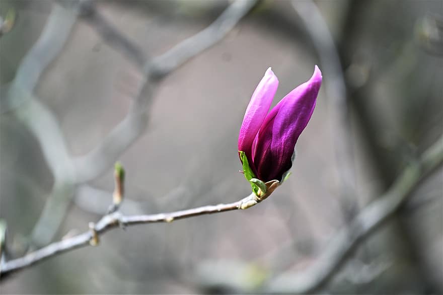 magnolia, flor rosa, capullo de la flor, naturaleza, primavera, floración, paisaje, flor, de cerca, planta, hoja