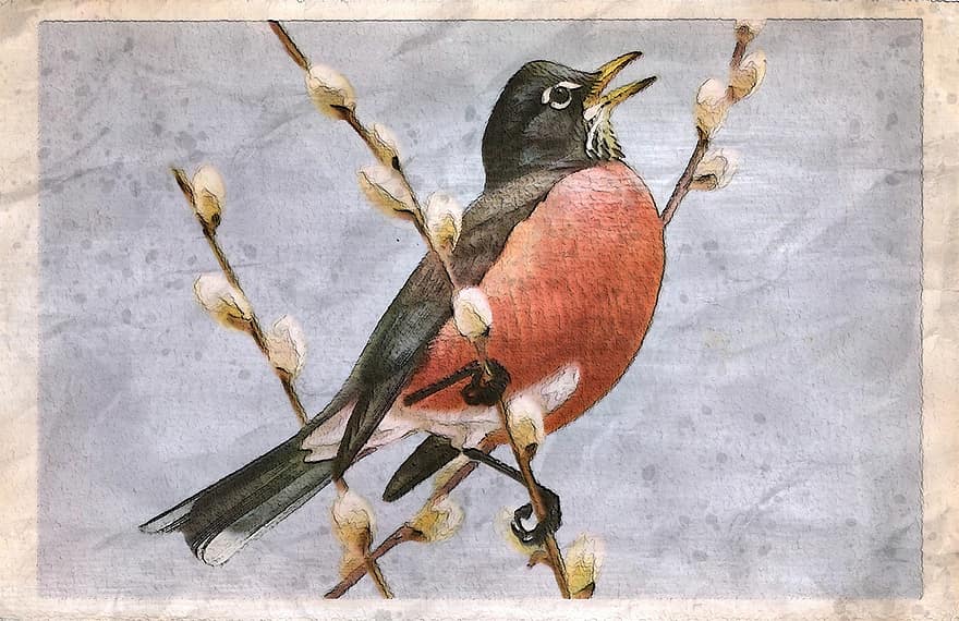 Americký Robin 1939, divoký, pták, volně žijících živočichů, venkovní, okoun, zvíře, circa, 1939, červenka, americký
