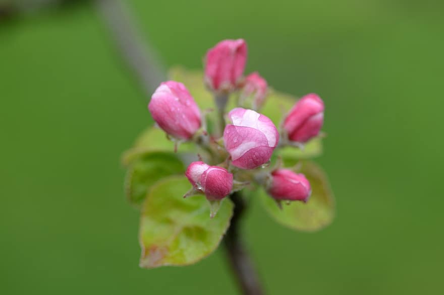 Ябълково дърво, пъпка, цвете, листа, едър план, растение, листо, лято, венчелистче, цветна глава, свежест