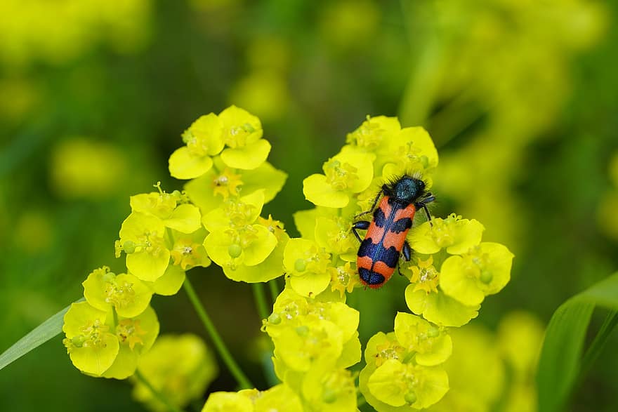 bille, insekt, blomster, trichodes apiarius, plante, forår, have, natur