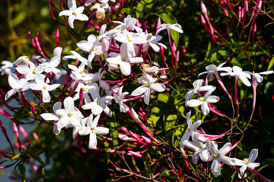 Iasomie roz, flori, plantă, iasomie, Jasminum Polyanthum, flori albe, petale, muguri, a inflori, alpinist, primăvară