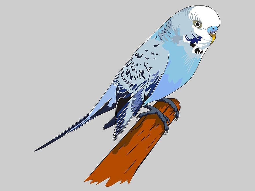 papuga długoogonowa, ptak, lotny, niebieski, cegła suszona na słońcu, Adobe Photoshop, Adobe Illustrator, ilustrator, rysunek, grafika, grafik
