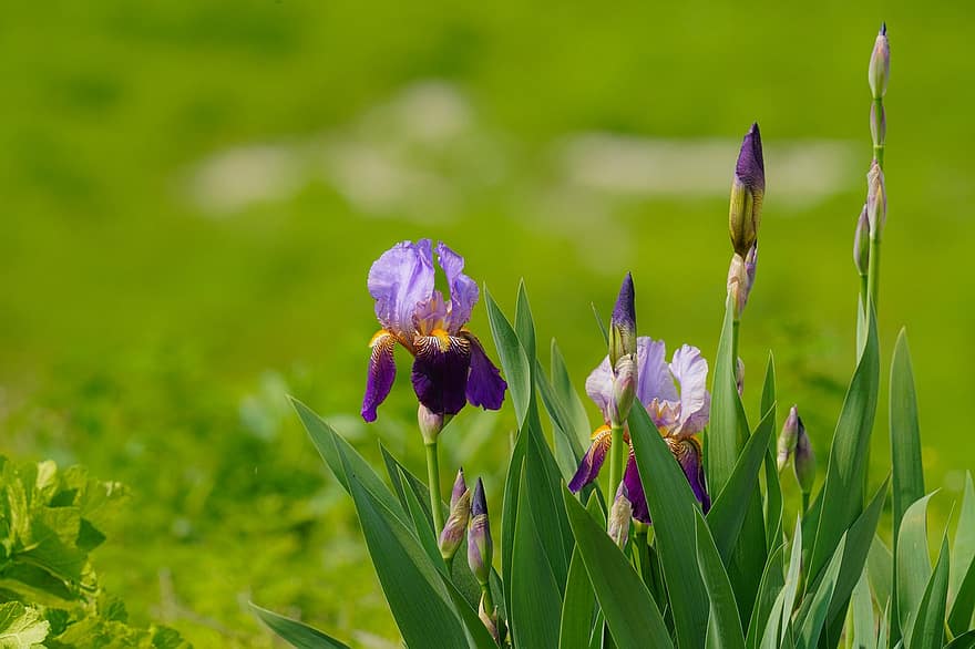 iris, fiori, fiori selvatici, primavera, fiori di primavera, Repubblica di Corea, giardino, estate, fiore, pianta, colore verde