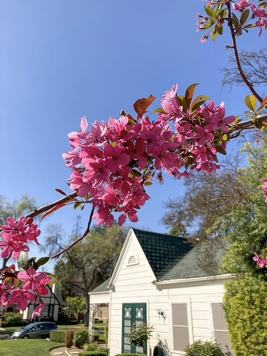 House, Home, Blossoms, Flowers, Tree, Bloom