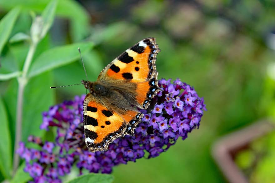 Schmetterling, kleiner Fuchs, Schmetterling Flieder, Blume, Antennen, Nahansicht, Insekt, mehrfarbig, Makro, grüne Farbe, Sommer-